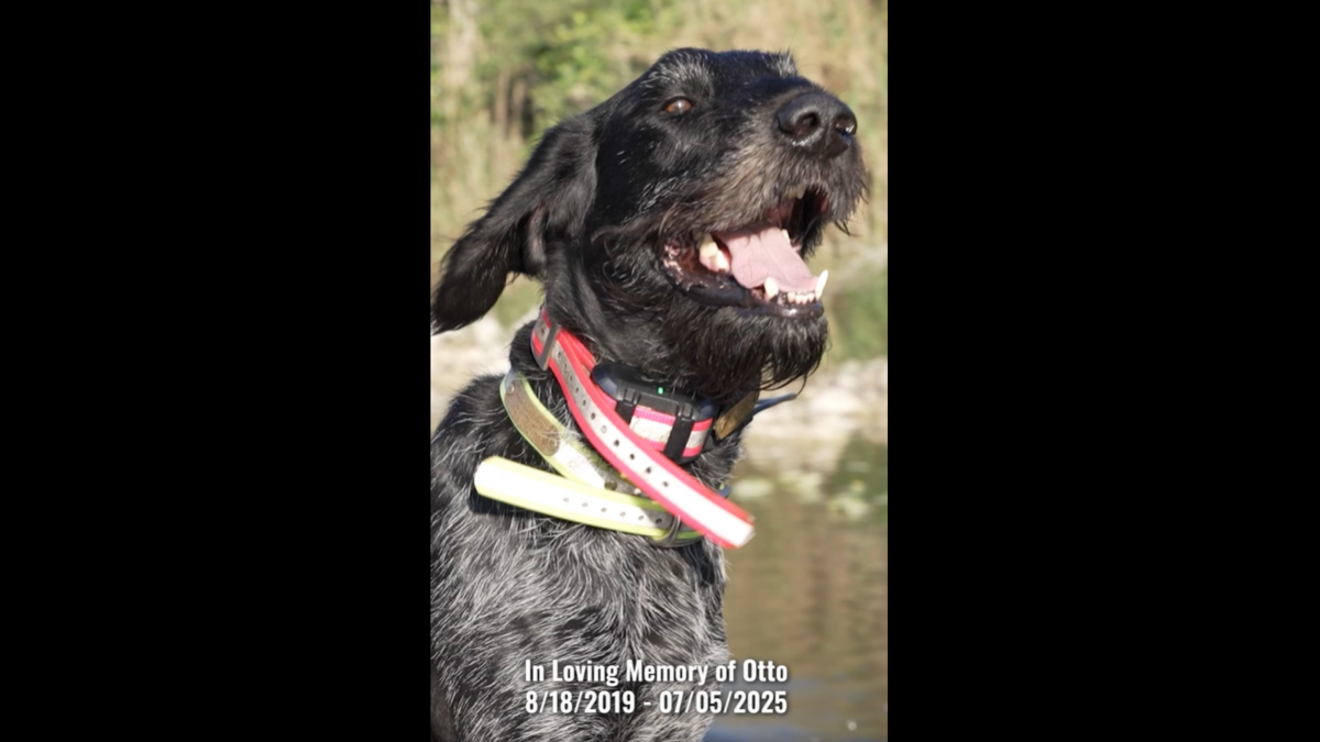 Florida's celebrity python hunting dog is killed, owner says